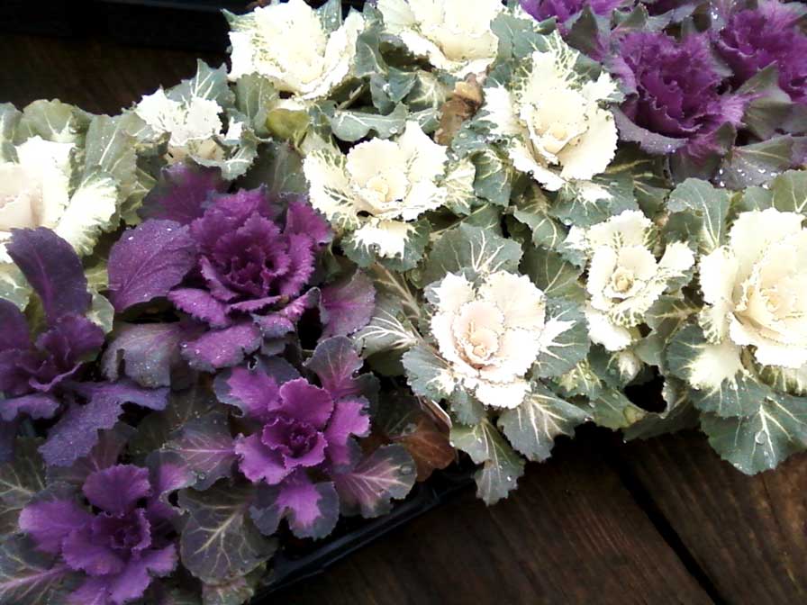 Two Sisters Gardening Use Hardy Winter Plants for Color