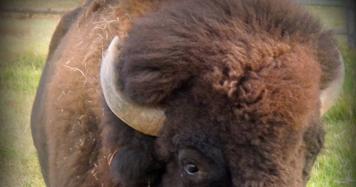A cualquier cosa llamamos chisme: Bisonte Americano (Bison ...