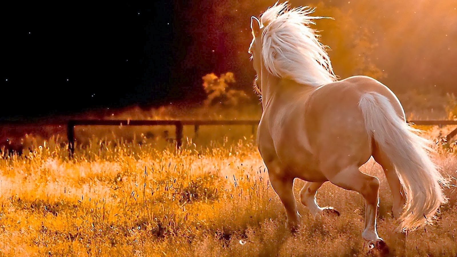 Beautiful Wallpapers For Desktop: HD Beautiful Horse wallpapers