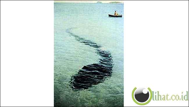 Monster Laut di Hook Island Monster Laut di Hook Island