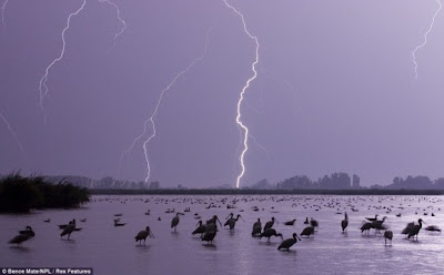 مجموعة مميزة من صور الحياة البرية Wildlife Photos للمصور العالمي بينس ميت