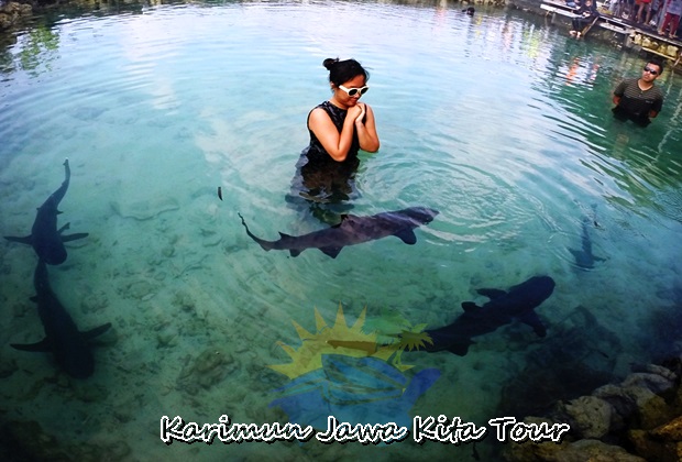 Penangkaran Hiu Karimun Jawa | Karimunjawa Kita Tour