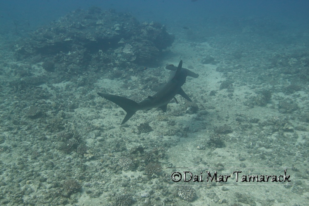 Capturing the Moment Hammerhead Shark Dive in Hawaii
