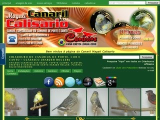 Canaril Calisario Canários de Porte e Canto