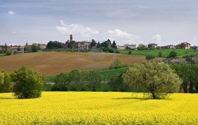 farm-landscape-with-yellow-flowers-field