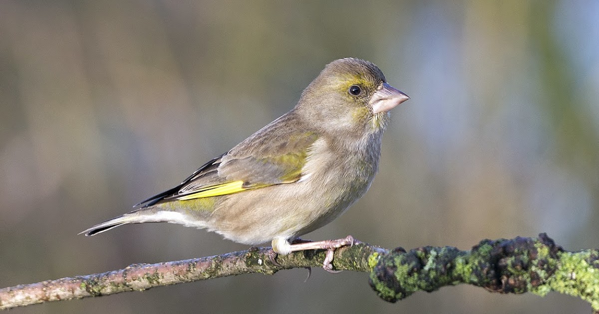 Foto's: Groenling