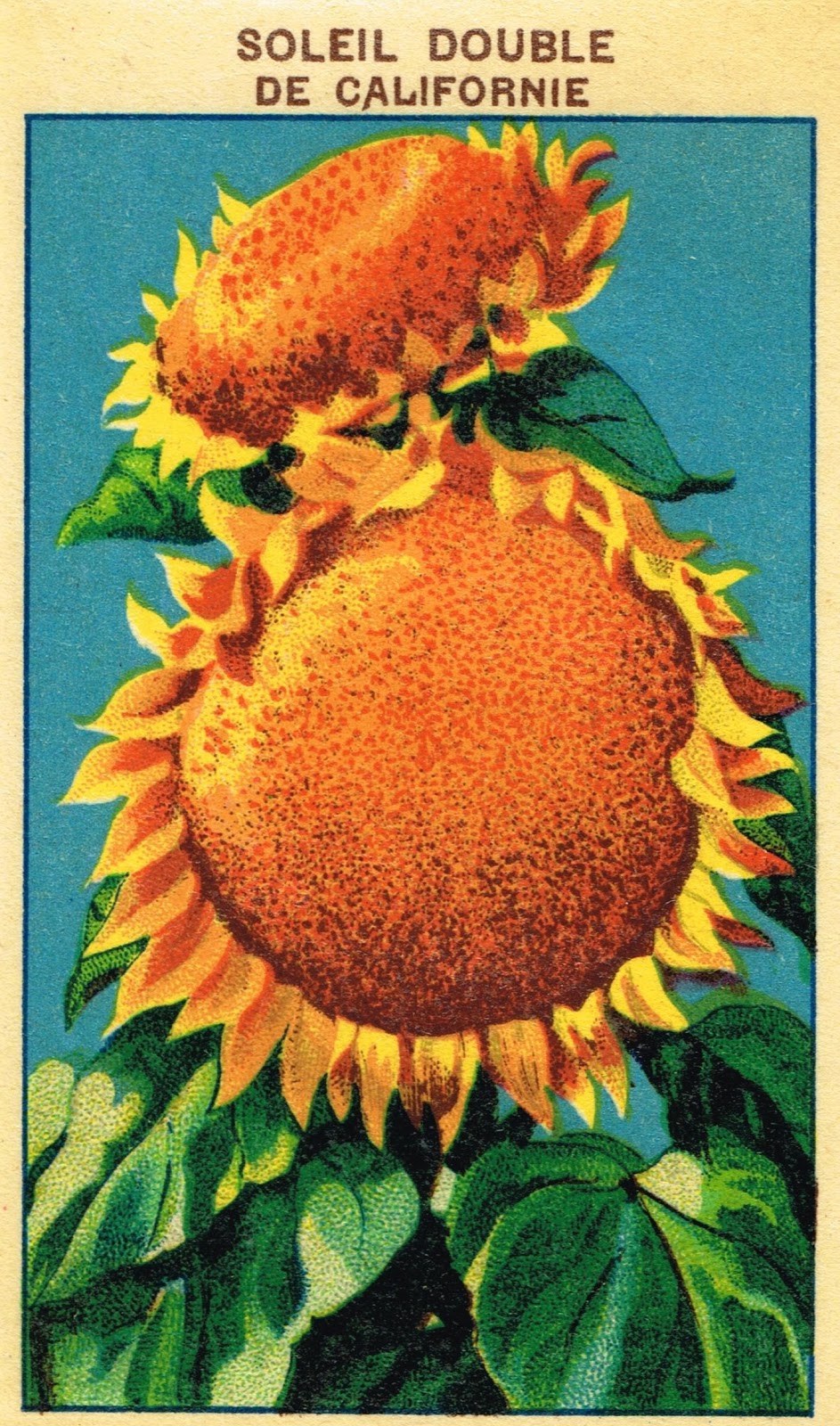 Free Printable Vintage Seed Packets
