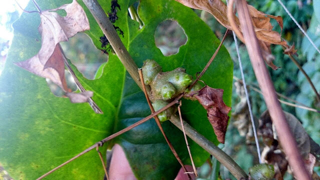 雲南百薬(アカザカズラ)のむかご