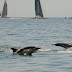 Focus shifts to match racing, coastal conservation, during ‘days off’ in Cascais