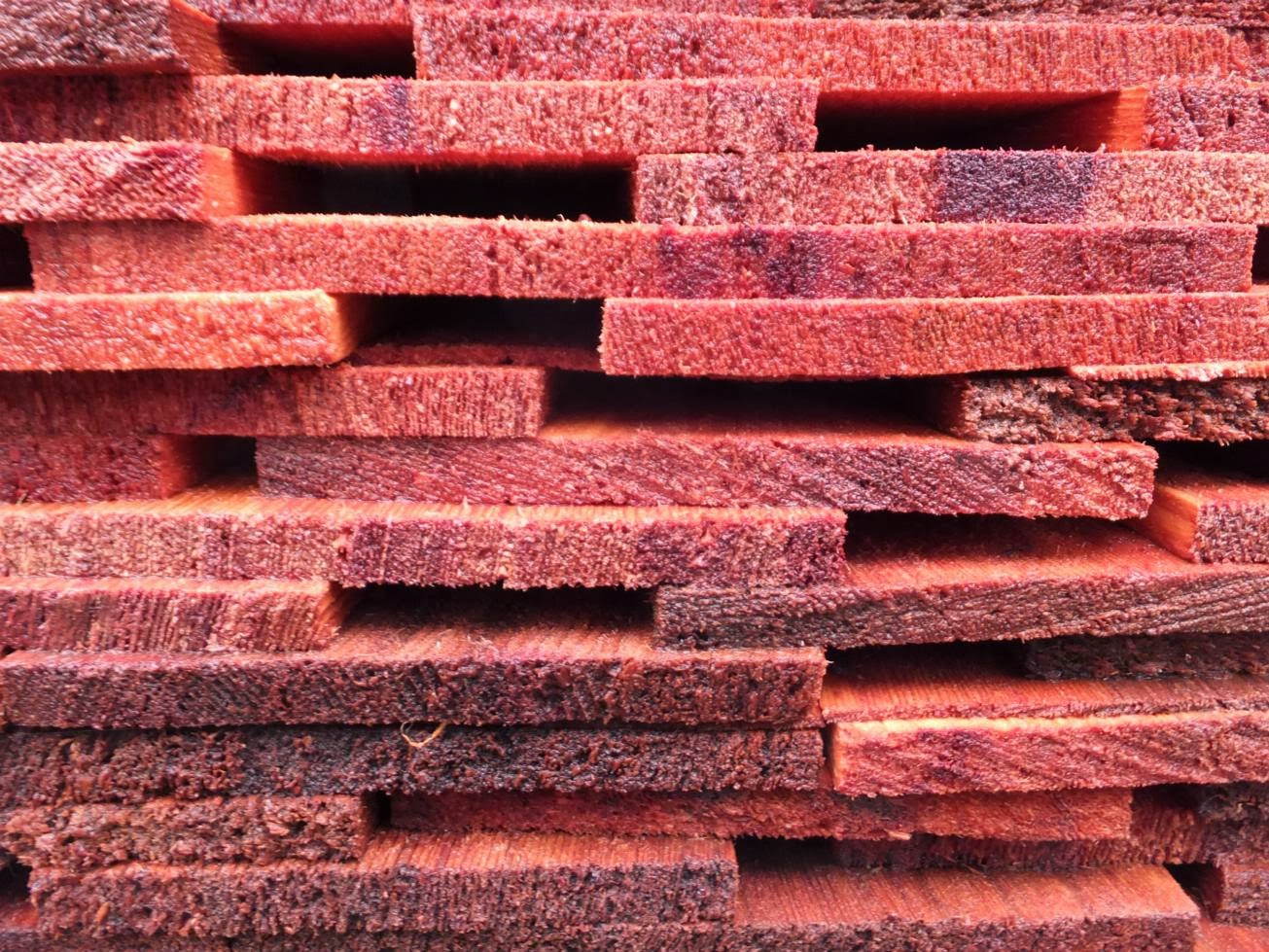 Alternative Eden Exotic Garden The Scent of Cedar