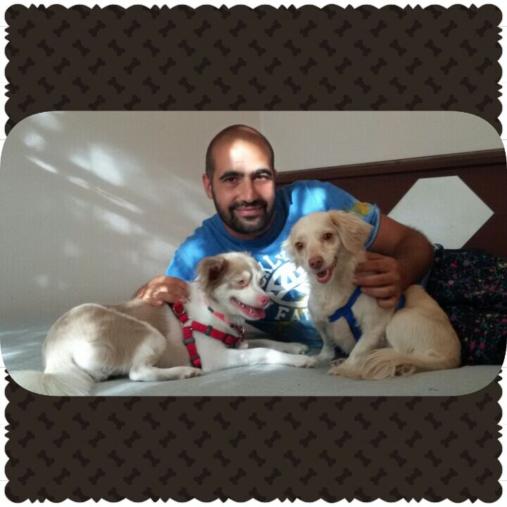 Vesta Kopek Ve Sahip Egitimi Rehabilitasyonu Danismanlik Merkezi Ve Kopek Oteli Izmir Vesta Kopek Egitimi Kopek Oteli 2016