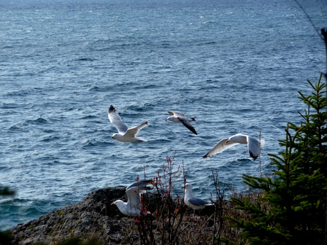 Seagulls on Lake Superior