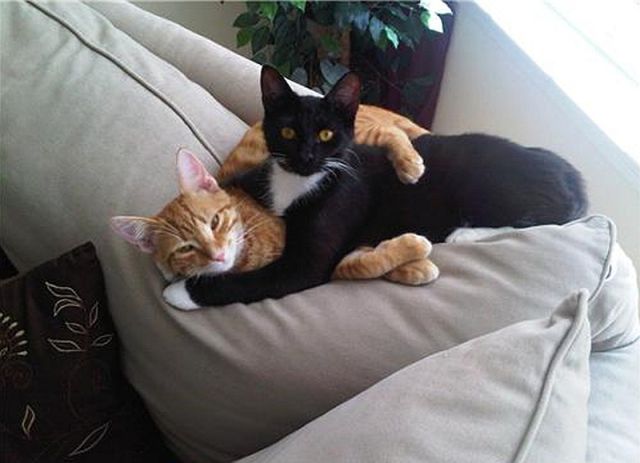 Funny Cool Pictures Frisky Cats Busted