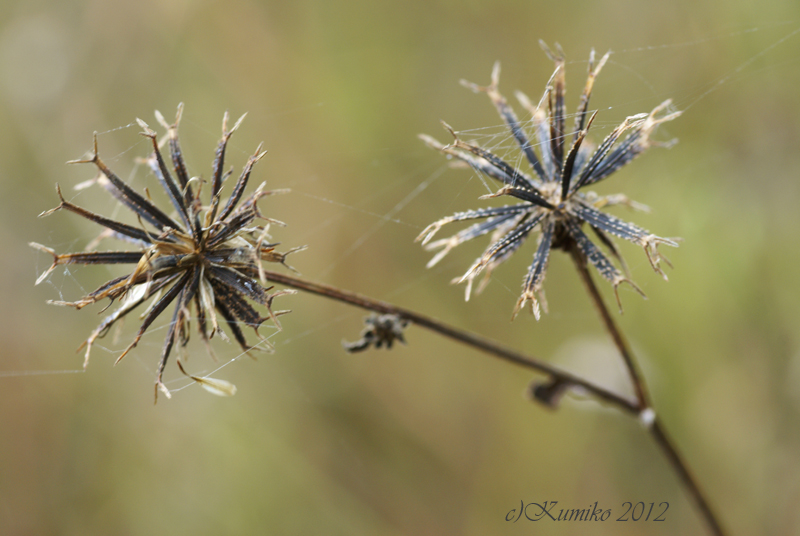 Flower Dictionary Spanish Needles / Beggar Ticks