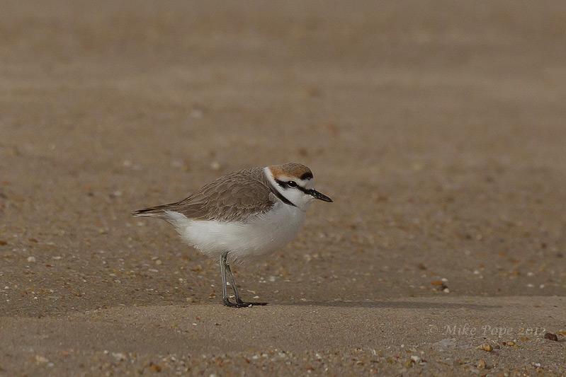 plover hindu singles The biggest threat to the greater one-horned rhino, also known as the indian rhino the greater one-horned rhino is identified by a single black horn about 8- 25. plover hindu singles The biggest threat to the greater one-horned rhino, also known as the indian rhino the greater one-horned rhino is identified by a single black horn about 8- 25.