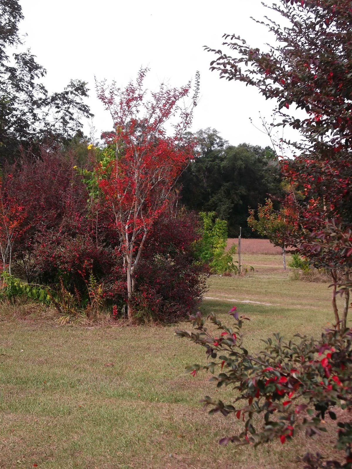 Secrets of a Seed Scatterer: How Do Crape Myrtles Look in ...