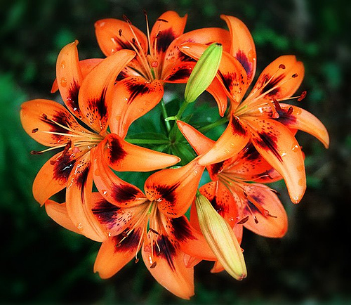 funny wallpapers hd wallpapers tiger lily flower funny wallpapers hd wallpapers tiger lily flower