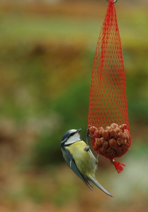 Veelstemmig Licht Zingen Als De Dageraad Nog Donker Is