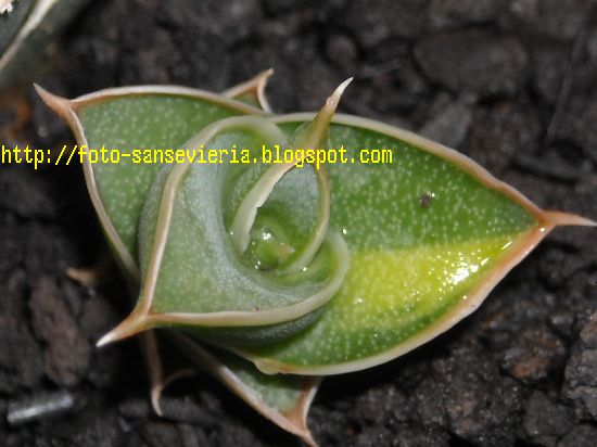 sansevieria info foto dan harga sansevieria sansevieria sansevieria info foto dan harga sansevieria sansevieria