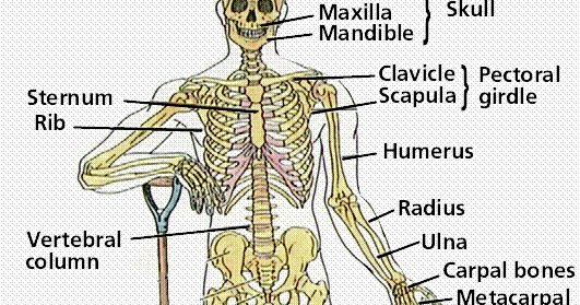 Human Body Systems and their Organs: Skeletal System