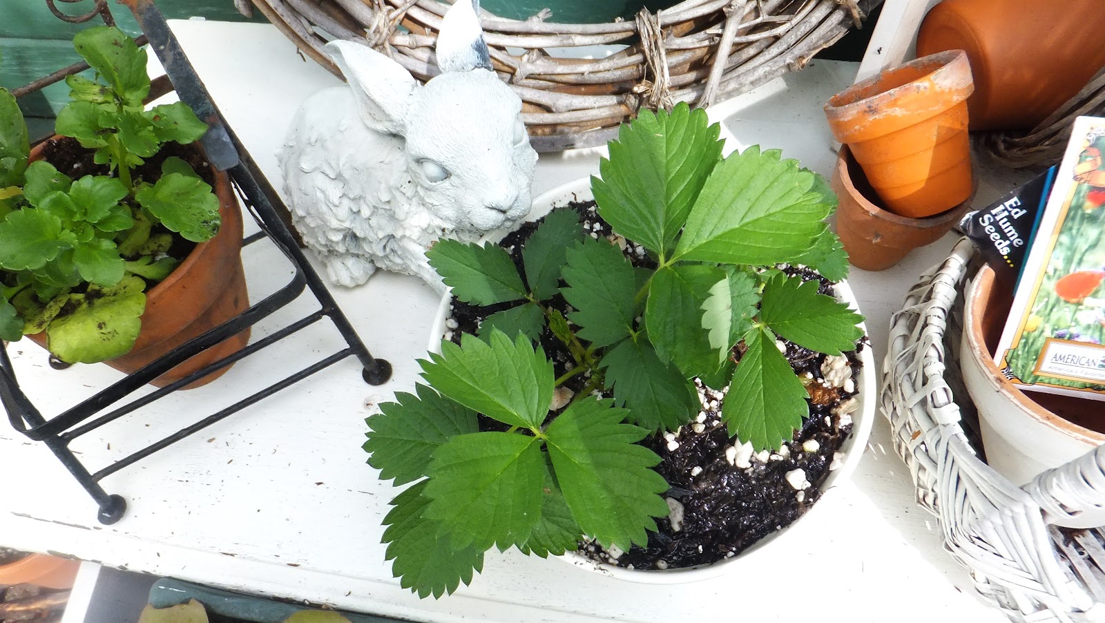 Ash Tree Cottage My Herb Garden Potting Bench