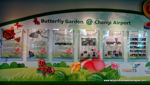 Butterfly Garden at Terminal 3, Changi Airport Singapore