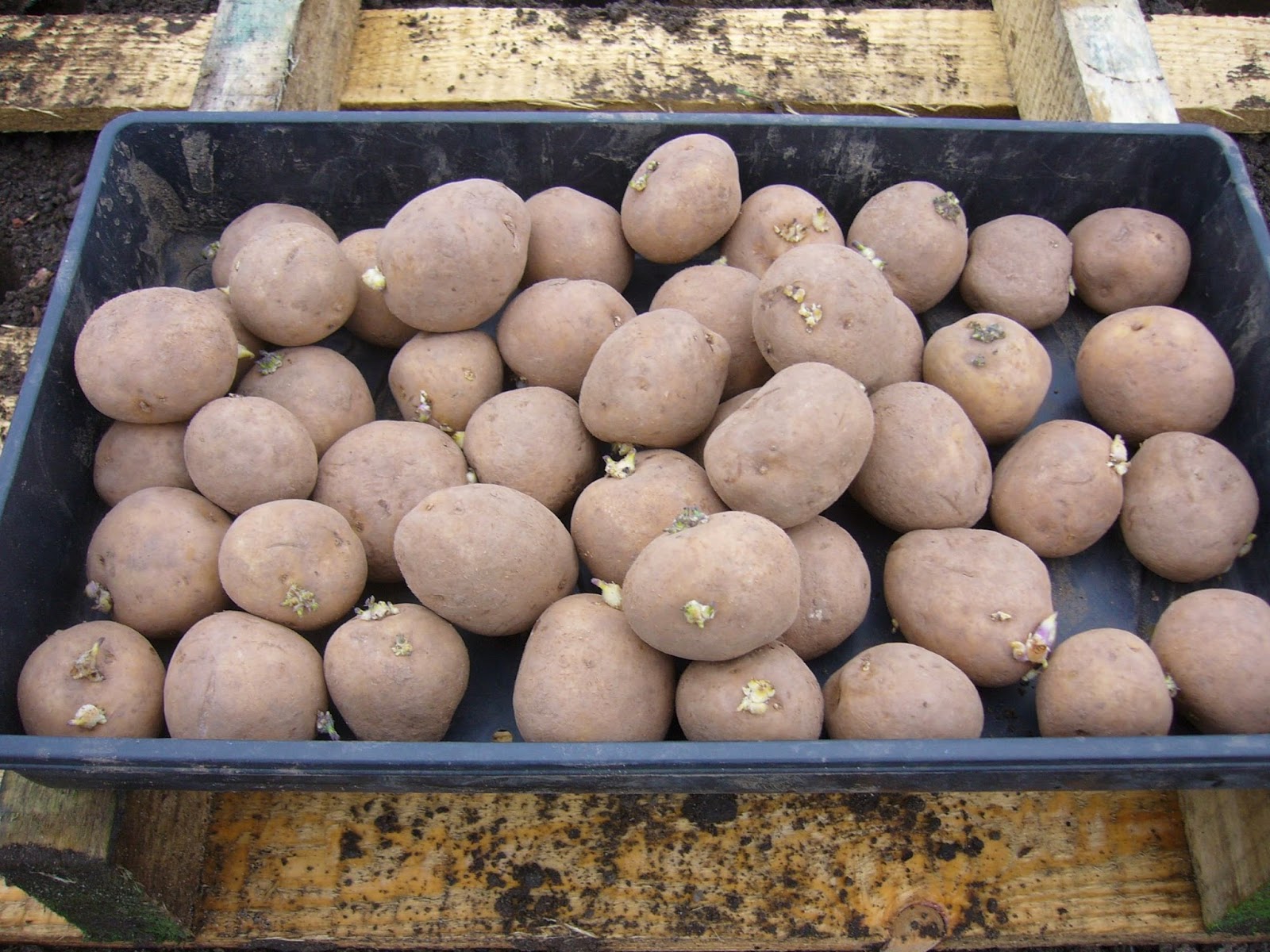 Jerrys Allotment 45 Rocket potatoes