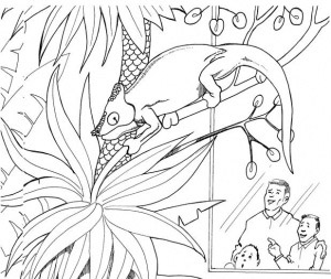Chameleon Coloring Pages To Printable