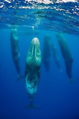 Foto Unik dan Aneh Saat Ikan Paus Tidur