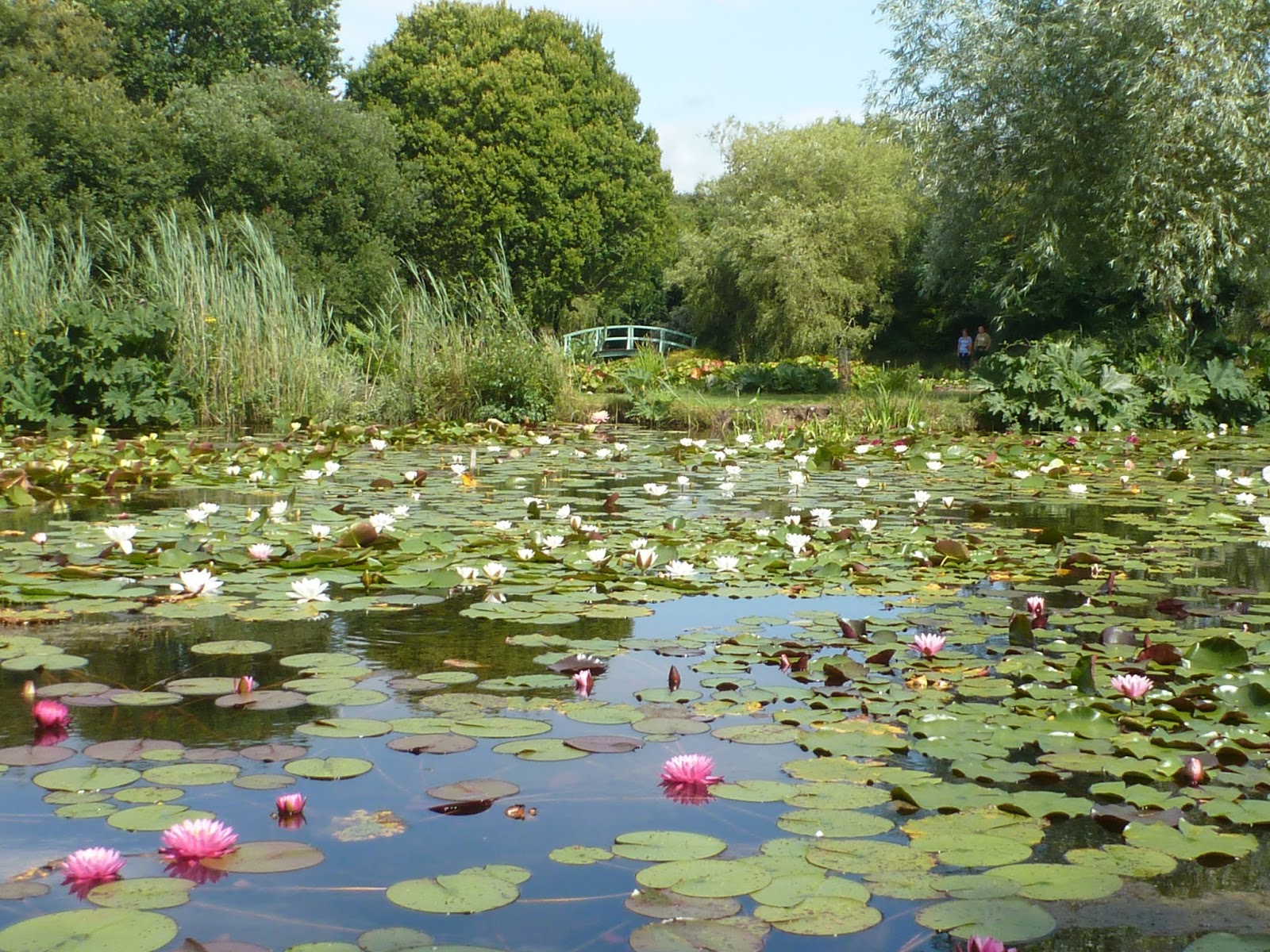 koi-pond-lilies4.jpg