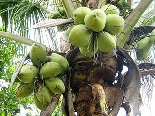 http://mydetik.blogspot.com/2011/08/budidaya-kelapa.html