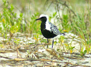 Black-bellied Plover