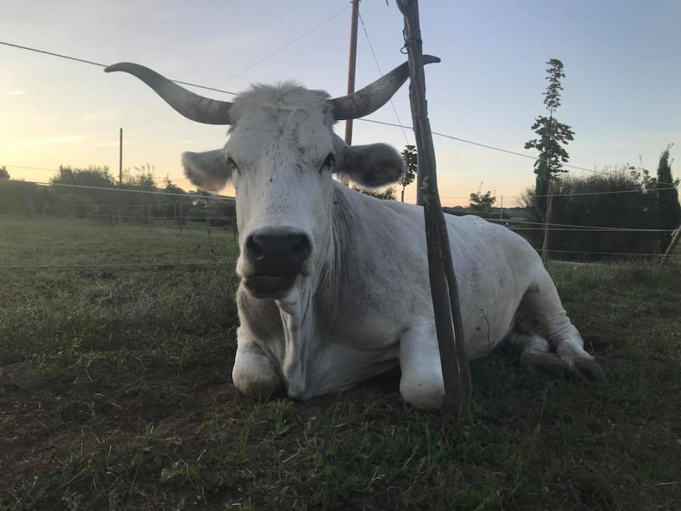 Oasi Verde Mearas santuario animale