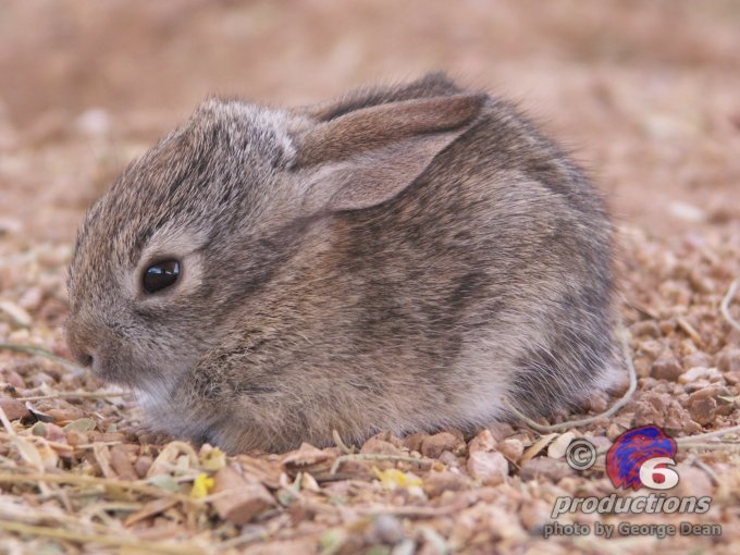 Baby Rabbits