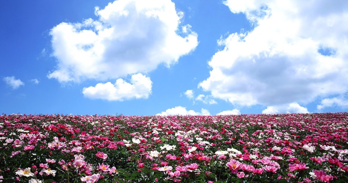 flower wallpapers for pc desktop wallpaper hd wallpaper 16 9 flower wallpapers for pc desktop wallpaper hd wallpaper 16 9