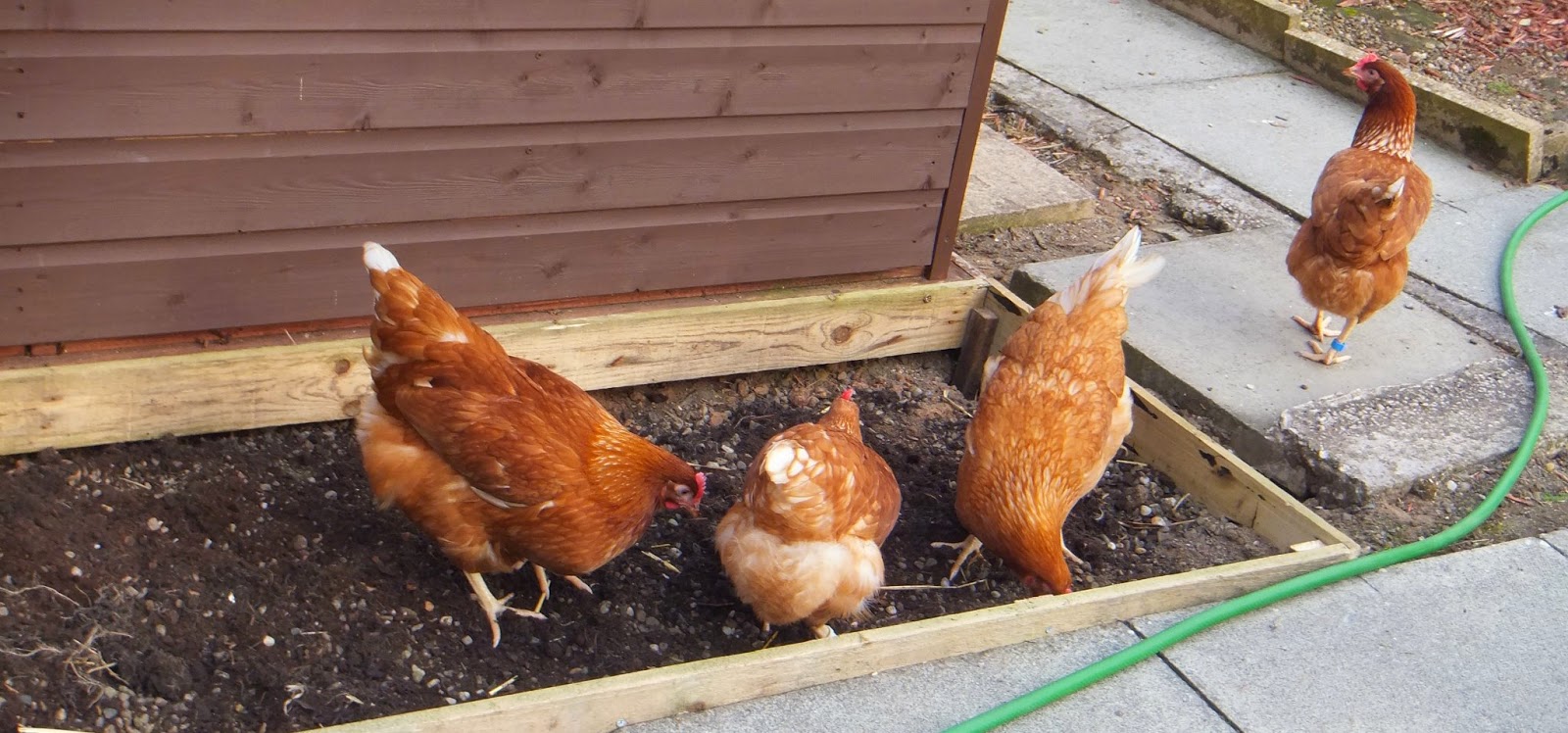 Fun as a Gran The chickens love their Windsor chicken coop