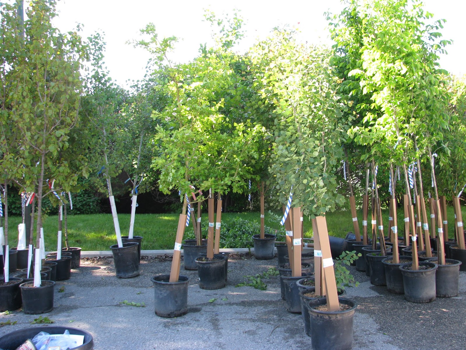 Choosing Trees | Ultimate Tree Care Guide For Homesteading