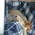 Χαρίζεται η Σκάρλετ, ημίαιμο λυκόσκυλο 3.5 μηνών...