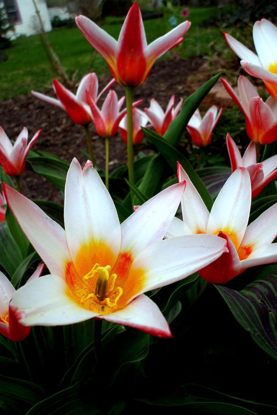 A Rose in the Garden Kaufmanniana Heart's Delight Tulip