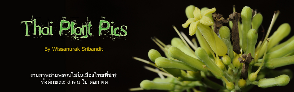 Thai Plant Pics