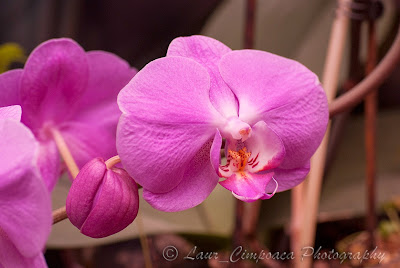 Orhidee Orchidaceae Orchideen Orquídeas Kosborfélék Ορχιδέα