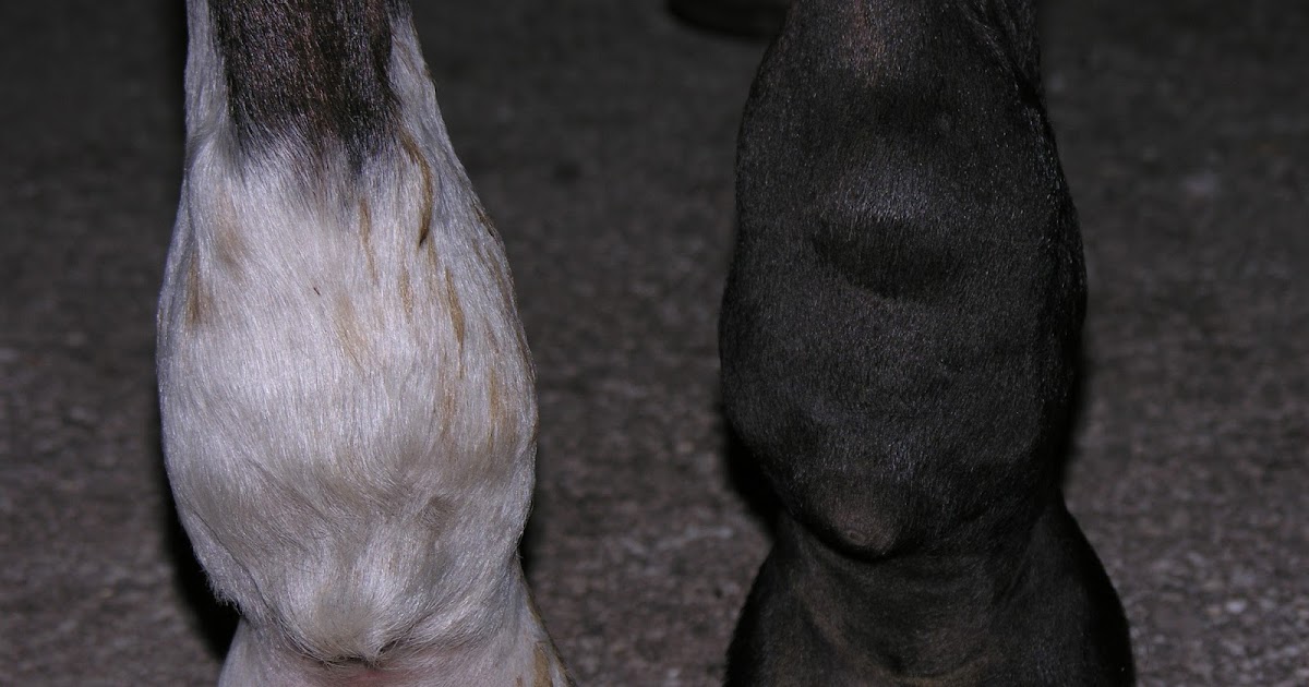 Michael Porter, Equine Veterinarian: Plantar Annular Ligament Desmitis