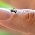 10 Remedios Caseros Para Picaduras de Mosquito