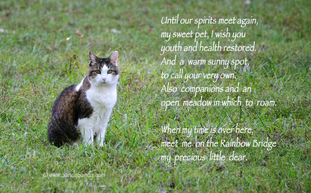 *SANDY SANDY ART*: Princess Crosses The Rainbow Bridge