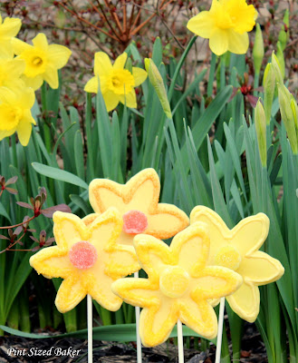 Daffodil Lollipops 5 PS+Daffodil+Lollipops+(83)