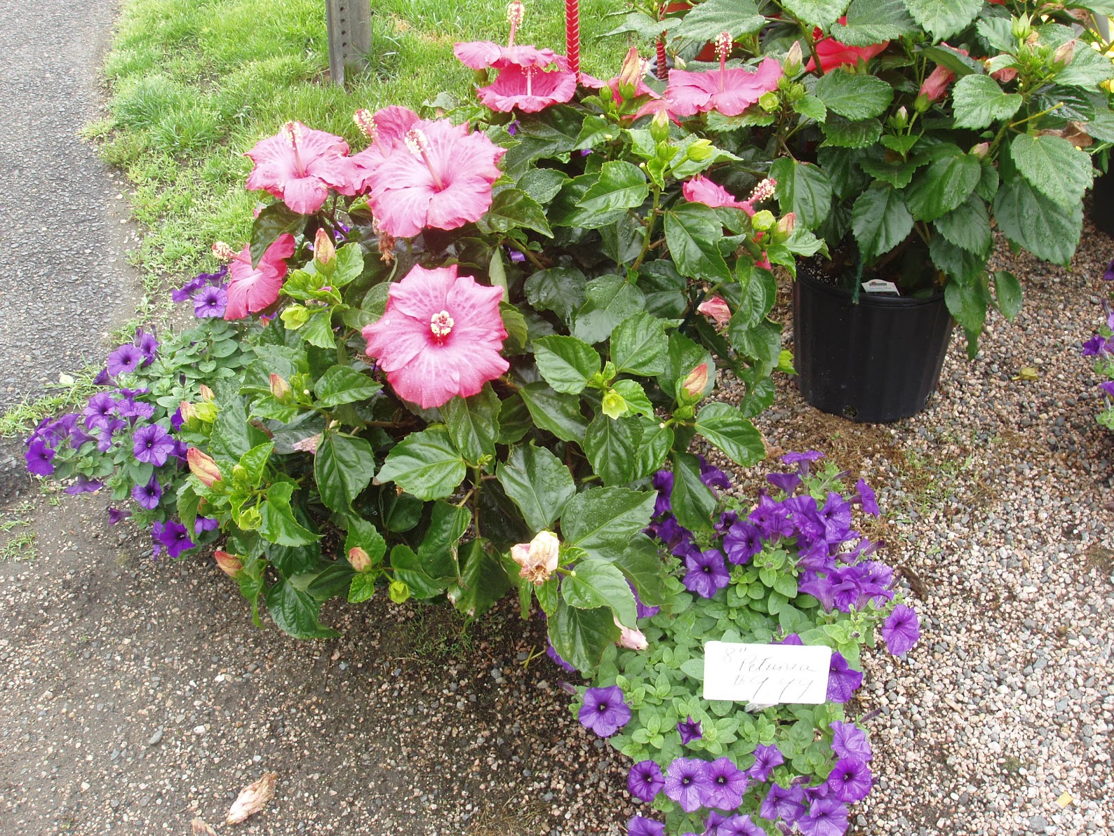 Home Place Shelley's Garden Center in Branford, CT