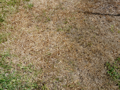 Tampa Bay Media Watch: ABC Pest Control Inc (New Port Richey, FL