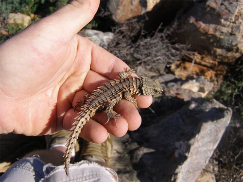 Armadillo lizard