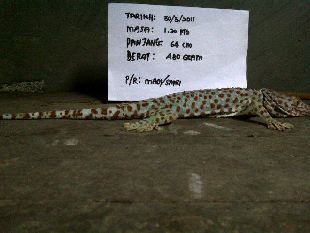 International Gecko And Antique Buyer International Gecko And Antique Buyer