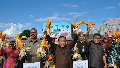 Panen Raya Jagung Dihadiri Mentan